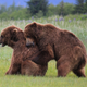 Illustration for article titled Please Enjoy This Gallery Of Amazing Bear Photos